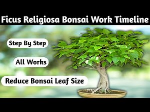 Creating A Stunning Ficus Religiosa Bonsai: Time-lapse Transformation