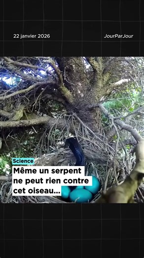 Même un serpent ne peut rien contre cet oiseau 🐦 #science #education #animaux