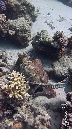 58K views · 707 reactions | Octopuses mating 錄. #octopus #octopuses #mating #underwaterlife #uwphotography #underwaterphotography #scuba #scubadiving #underwaterworld #redsea #marinelife #reelsfbシ #reelsfypシ #viralshorts #viralreelsシ | Scuba Diving | Facebook