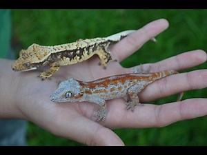 Breeding Crested and Gargoyle Geckos for Dummies!