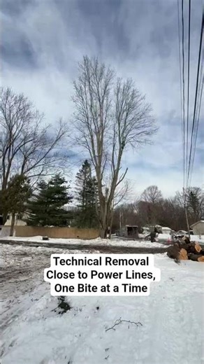 Tree Removal Near Power Lines ⚡ Technical Precision | Ohio Arborist