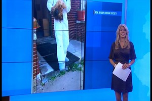 43K views · 681 reactions | DOGS RESCUED: 27 dogs were rescued from a...