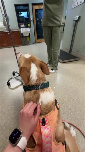 Understanding Subcutaneous Fluids in Veterinary Care