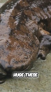 180K views · 1.6K reactions | Mysterious Creatures: Unsettling Sounds You Won't Forget #prehistoric #creatures #unsolvedmysteries #unsolved #animals | Most Amazing ELITE | Facebook