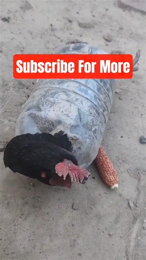 Durable Chicken Trap – Easy Poultry Catching Tool for Farm & Kitchen Prep #ChickenTrap #shorts