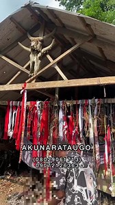 222K views · 1.3K reactions | I can make your debtors pay you in a week with my juju…… native Doctor reveals  | Massive Comedy | Facebook