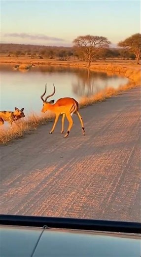 Wild Dog vs Antelope on Safari 😱 Rare Wildlife Moment #shorts #animals #wildliferescue #wildlife