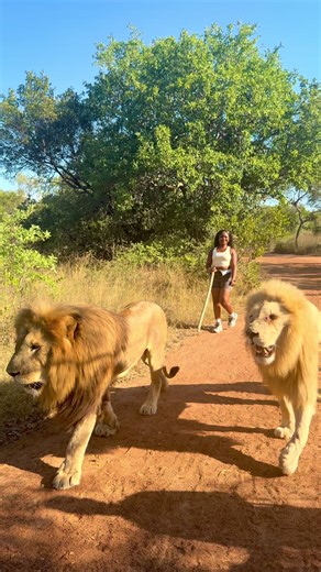 Lion Walks Experience in South Africa
