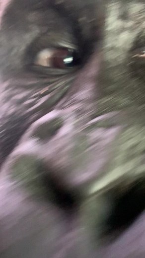 Funny Gorilla Video Compilation