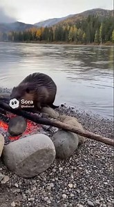 Did this beaver just steal a burning log from the campfire? 🔥