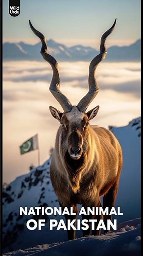 Markhor | Pakistan’s National Animal | Wildlife Documentary Urdu