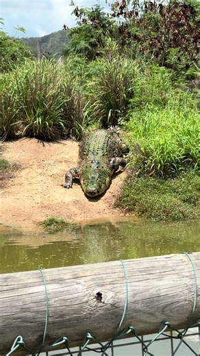 Discovering Australia's Crocodile Farms