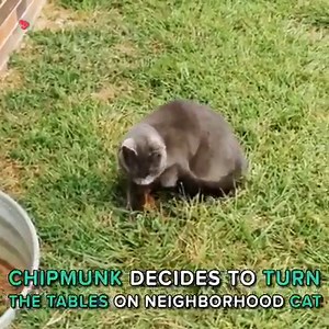 105M views · 454K reactions | Animal Tales on Reels | Facebook