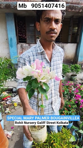 Wonderful Special Mary Palmer Bougainvillea #shorts #price