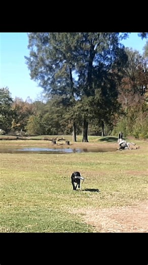 Wade Retriever Training on Reels