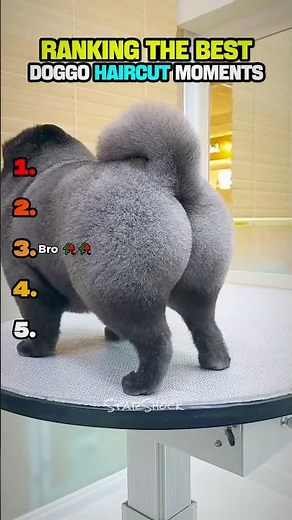 Ranking The Crazy Dog Haircuts 😂😂