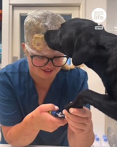 The vet might be a genius 🧐 | Lessons Learned In Life