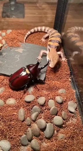 #unfilteredwildlife #TarantulaVsMantis #InsectBattle #RawNature #TerrariumFight