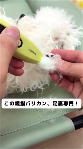 低音設計！犬が怖がらない、セラミック刃で毛絡みも肌傷みもなし！#犬のトリミング #バリカン #換毛期 #初心者向け #犬のいる生活