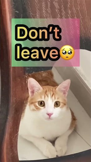 Wait for the eyes 🥺#shorts #catlove #kitten #eyes #talkingcat #cute #love #short