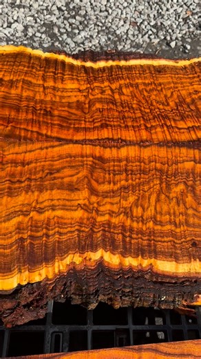 Tyler Hare on Instagram: "Old growth koa compression curl 🔥 • • • • • • #koa #koawood #oldgrowth #rarewood #exoticwood #sawmill #log #logging #woodworking #finewoodworking #luthier #guitarmaker #guitarmaking"