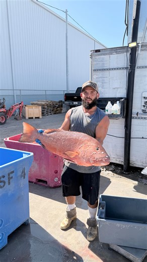 Keys Fresh Seafood Market on Instagram: "Papa Wood pulls in. The guys get to work. Boat → store → your door. Offload includes: → Mutton → Red Grouper → Black Grouper → Gag → AJ → Yelloweye → Dog Snapper (did you catch that one?!) → Margate → Porgy → Scamp Grouper → Cubera Check out our website and order online today 🎣 (linked in our bio) #freshcatch #freshseafood #snapper #grouper #seafood"