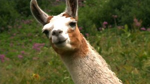 A new way to protect sheep