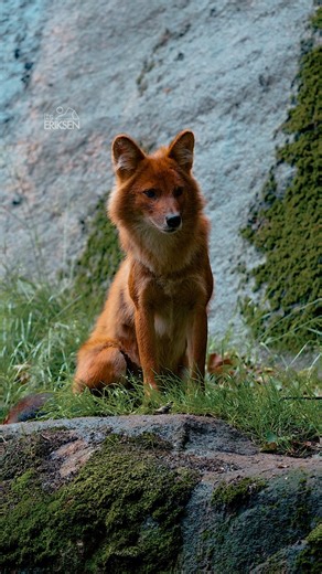 Meet the Dhole — Asia’s wild dog, built for teamwork, speed, and survival. #Dhole #WildDog #WildlifeWorld #NatureLovers | Sondre Eriksen Hensema Photography