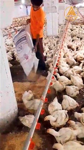 How To Broiler Chicken 🐔 day (31) 25 #aahadtv #shorts