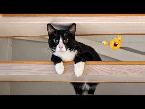 Funny Cats Doing Dumb Things 😂🐱 | Viral Cat Compilation
