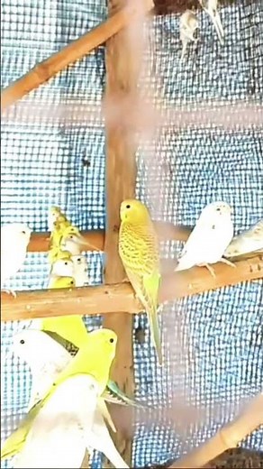 পাখির দাম কমে গেলে বাইরে ছাড়বেন না #bird #birds #birdsmarket
