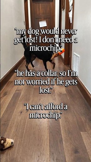 why you should microchip your pets
