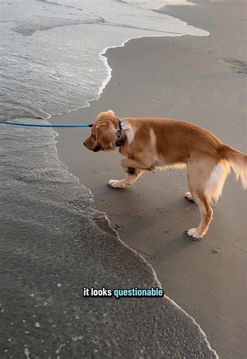 Golden Retriever's First Experience with Water