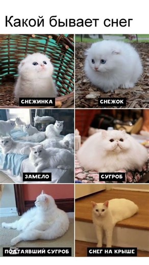 All the Different Types of Snow 😹 #шуточное #memes #мем #lol #funny #catmeme #cute #кот