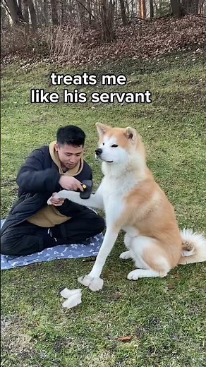 facts about my akita inu