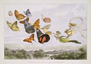 Celebrating the Summer Solstice: A Fairy Ritual for Midsummer
