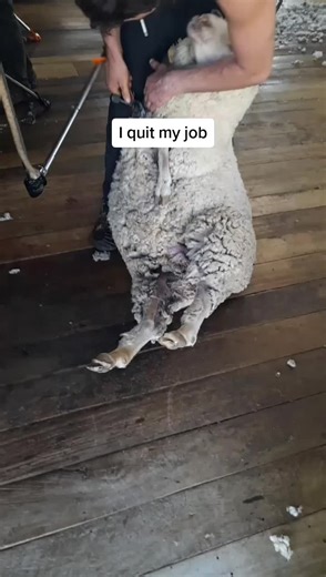 click the ➕ sign if you want to learn more about the process of shearing #shearing #sheep #farm #travel