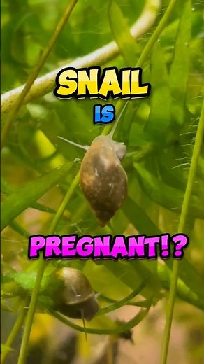Pregnant Bladder Snail!!🐚🐌 #aquarium #bioactive #snail #aquatic