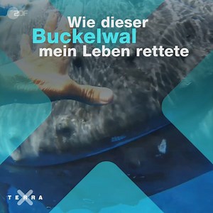 90K views · 2.7K reactions | Zu Ostern eine moderne Wundererzählung: Dieser Wal ist ein echter Lebensretter! Die ganze Geschichte seht Ihr am Sonntag, 4.4., um 18:25 Uhr in Terra Xpress und jederzeit in der Mediathek:kurz.zdf.de/GIN/ | Terra X | Facebook