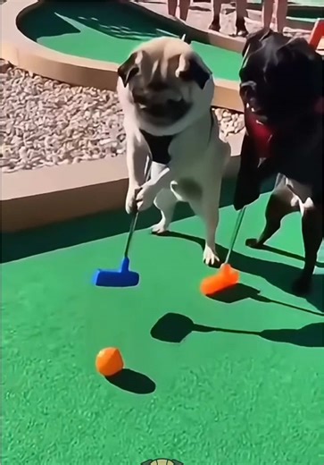 Shop #Pug-Tested Pet Essentials 🐾. Link in Bio ☝️. Mini-Golf With Pugs 🐶.