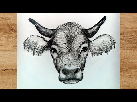 How to Draw a Cow Head Step by Step For Beginners | Realistic Drawing Tutorial