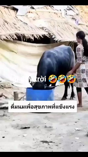 1.4M views · 6K reactions | Hành động kỳ quặc 藍藍藍 | Quang Hưng | Facebook