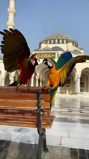 What Do Parrots Do Every Day? Parrot Daily Habits Explained