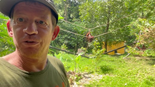 15K views · 336 reactions | Follow us Orangutan Haven | Sumatran Orangutan Conservation Programme (SOCP) | Facebook