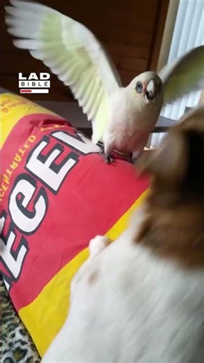 I taught my cockatoo how to swear... 🤣 (🎥: ViralHog)