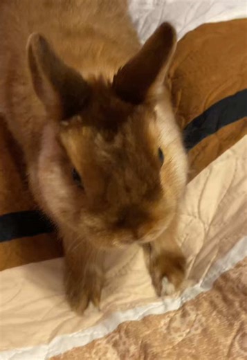 Crazy Rabbit Adventures: Cute Bunny Moments