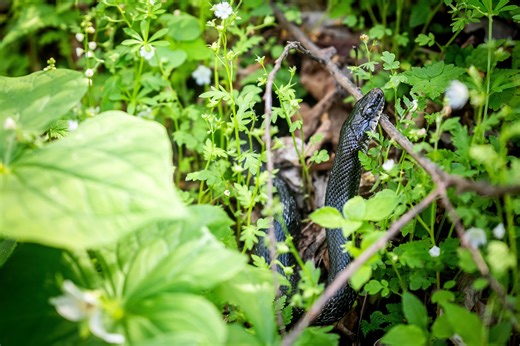 See which snake is most dangerous in the Great Smoky Mountains National Park