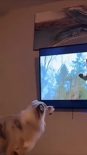 270K views · 2.6K reactions | 5 worst tv brands in the USA #worst #tvbrand #ustv #inusa #vizio #tcltv #hisense #neverbuy #usa #foryoupageシ #NBAAllStar #SkyElements #eaa #BillCobbs #DaltonKnecht #summertrends #fyp #virals #shorts #foryoupageシ | Facts with janam | Facebook