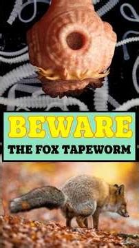 THE FOX TAPEWORM (Echinococcus multilocularis) #foraging #parasites #fox