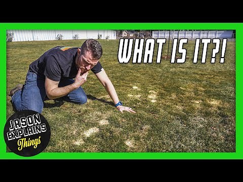 WHAT IS THIS? Winter Lawn Damage Explained! (Snow Mold Grass)